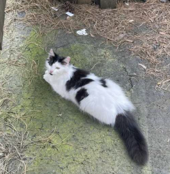 Found/Stray Unknown Cat last seen Scoggins Valley Rd / Old Highway 47   - Seven Star Store, Washington County, OR 97119