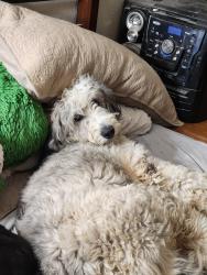 Reunited Male Dog last seen Near Green Valley Drive , Rogersville, MO 65742