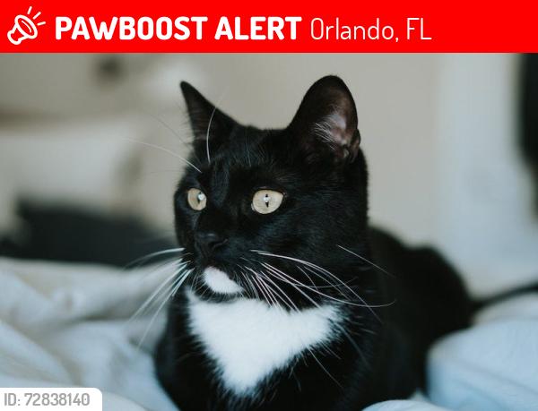 Lost Female Cat last seen 7731avonwood ct lochart fla, Orlando, FL 32810