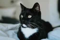 Lost Female Cat last seen 7731avonwood ct lochart fla, Orlando, FL 32810