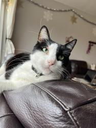 Lost Male Cat last seen Roan Road and Waterhouse Boulevard, Garland, TX 75043