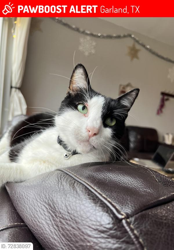 Lost Male Cat last seen Roan Road and Waterhouse Boulevard, Garland, TX 75043