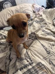 Lost Female Dog last seen Westside and golf couse, Albuquerque, NM 87124