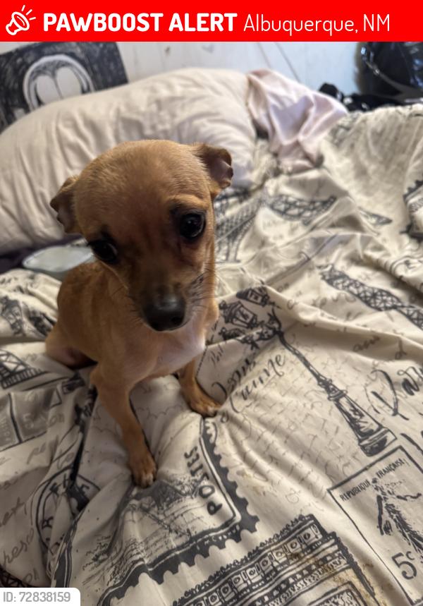 Lost Female Dog last seen Westside and golf couse, Albuquerque, NM 87124