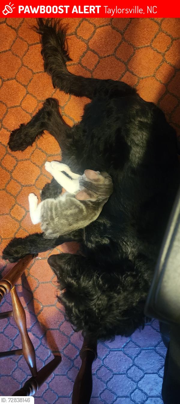 Lost Male Cat last seen Millersville Baptist church, Taylorsville, NC 28681
