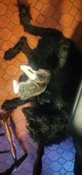 Lost Male Cat last seen Millersville Baptist church, Taylorsville, NC 28681