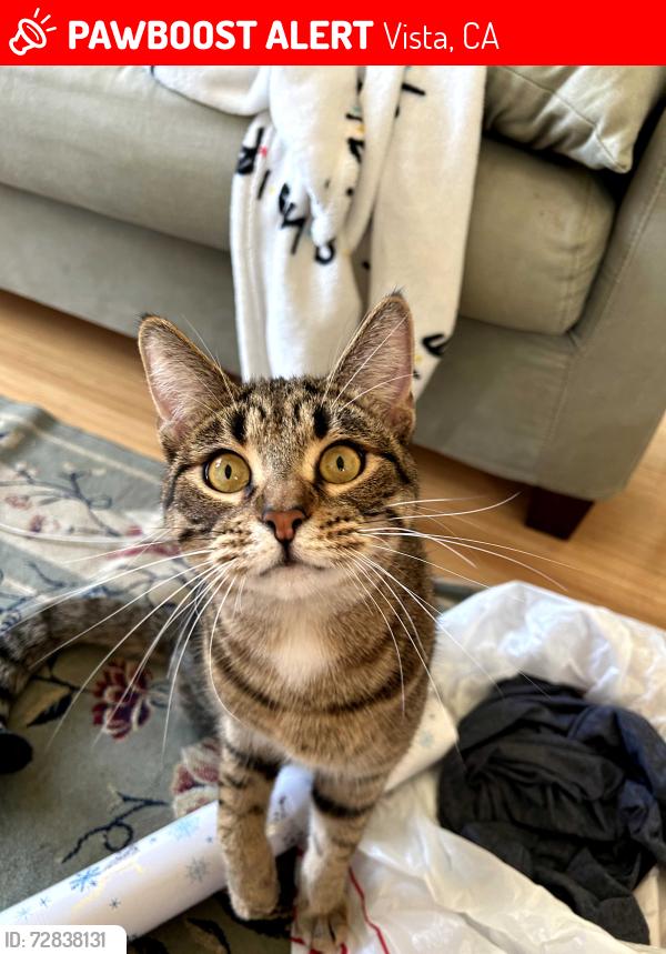 Lost Male Cat last seen Hannalei Dr & Avocado Dr, Vista, CA 92083