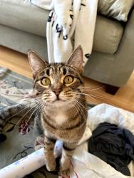 Lost Male Cat last seen Hannalei Dr & Avocado Dr, Vista, CA 92083