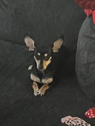 Lost Female Dog last seen W Military And Marbach Rd, San Antonio, TX 78227