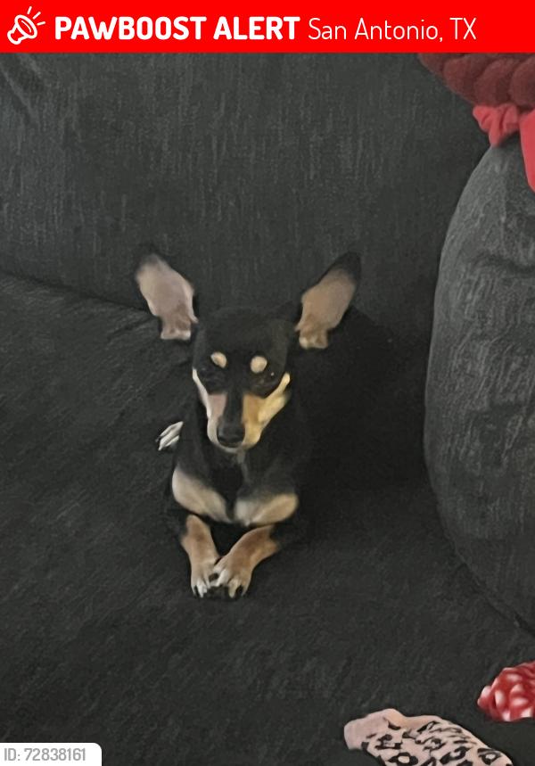 Lost Female Dog last seen W Military And Marbach Rd, San Antonio, TX 78227