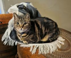 Lost Female Cat last seen Bellefonte Ave / S Highland St / Finch Alley area, Lock Haven, PA 17745