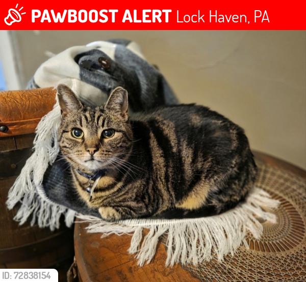 Lost Female Cat last seen Bellefonte Ave / S Highland St / Finch Alley area, Lock Haven, PA 17745