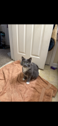 Lost Male Cat last seen Near nd and Lafayette road, Indianapolis, IN 46254