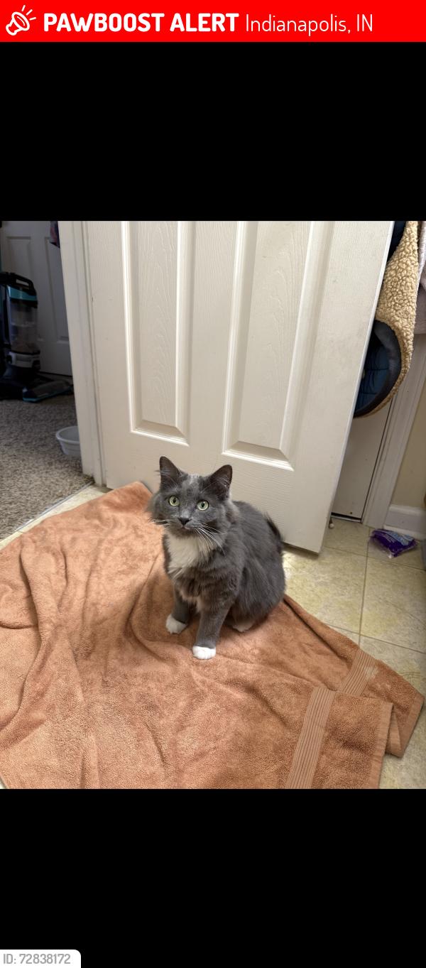 Lost Male Cat last seen Near nd and Lafayette road, Indianapolis, IN 46254