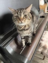 Lost Male Cat last seen Ontario,avocado, kirkwood, Corona, CA 92882