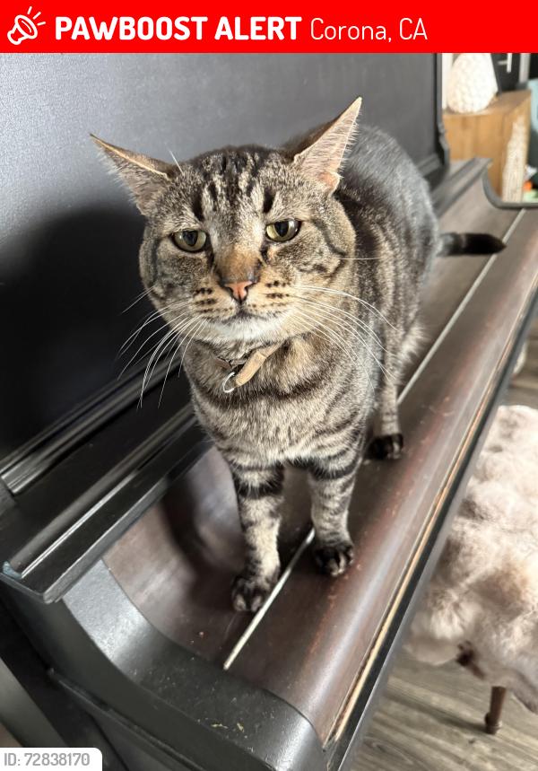 Lost Male Cat last seen Ontario,avocado, kirkwood, Corona, CA 92882