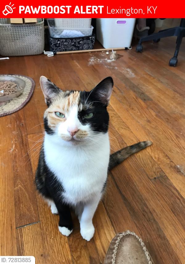Lost Female Cat last seen Area of Normandy, Della and Beacon Hill, Lexington, KY 40503
