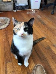 Lost Female Cat last seen Area of Normandy, Della and Beacon Hill, Lexington, KY 40503