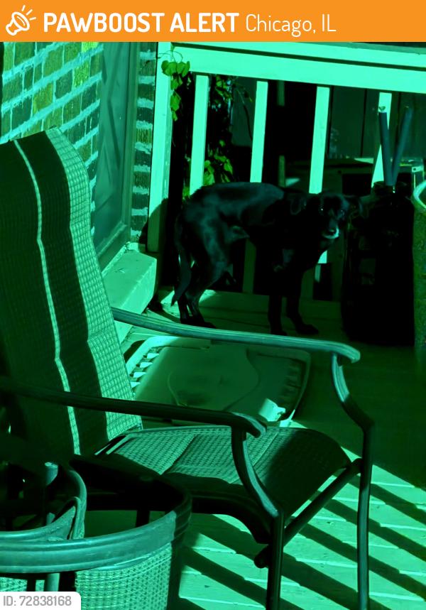 Found/Stray Unknown Dog last seen Near s Damon Ave, Chicago, IL 60612