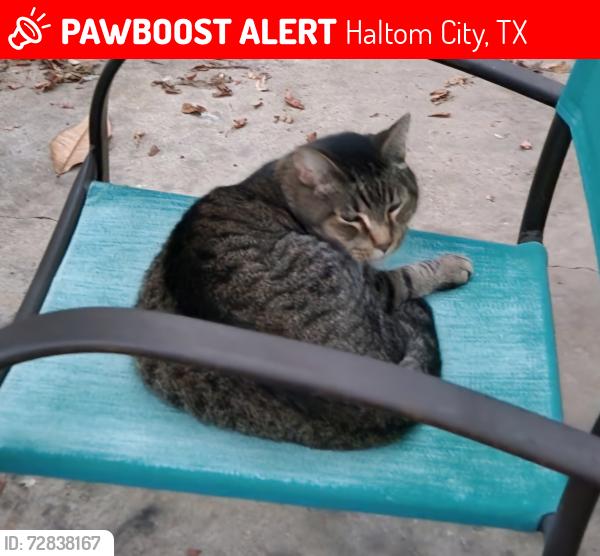 Lost Female Cat last seen Oakwood and 28th, Haltom City, TX 76117