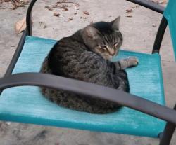 Lost Female Cat last seen Oakwood and 28th, Haltom City, TX 76117