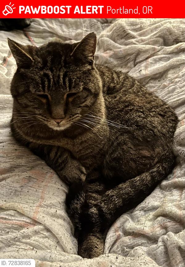 Lost Male Cat last seen Peninsular AVE and Winchell ST, Portland, OR 97217