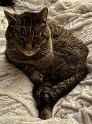 Lost Male Cat last seen Peninsular AVE and Winchell ST, Portland, OR 97217