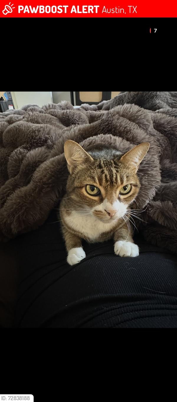 Lost Female Cat last seen Dear Diary , Austin, TX 78702