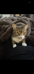 Lost Female Cat last seen Dear Diary , Austin, TX 78702