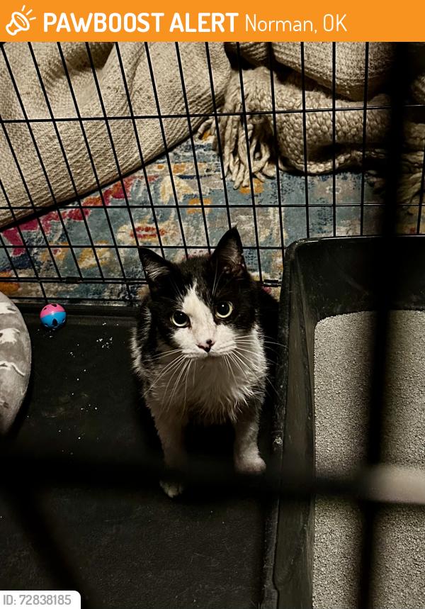 Found/Stray Unknown Cat last seen Atwood’s parking lot, Norman, OK 73072