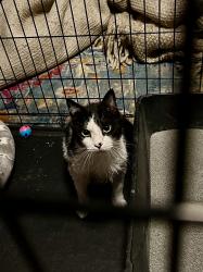 Found/Stray Unknown Cat last seen Atwood’s parking lot, Norman, OK 73072