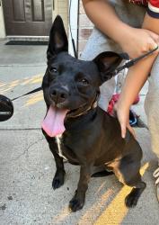 Found/Stray Female Dog last seen Columbia and University , Waxahachie, TX 75165