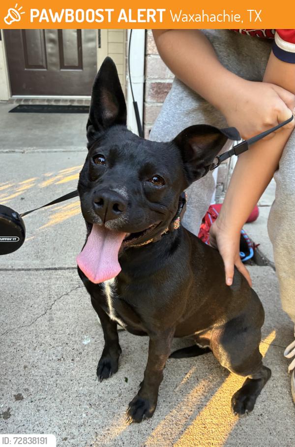 Found/Stray Female Dog last seen Columbia and University , Waxahachie, TX 75165