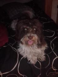 Reunited Female Dog last seen Busch,pine st,80904, Colorado Springs, CO 80904