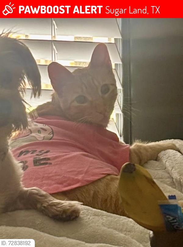 Lost Male Cat last seen Cullinan Park Conservancy, Sugar Land, TX 77498