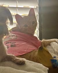 Lost Male Cat last seen Cullinan Park Conservancy, Sugar Land, TX 77498