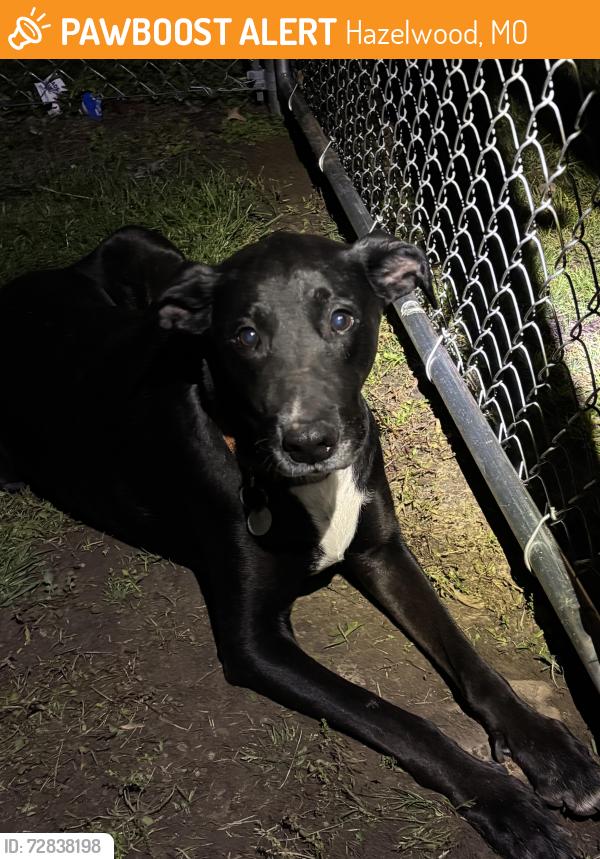 Found/Stray Female Dog last seen Lindbergh and tamma lane, Hazelwood, MO 63042