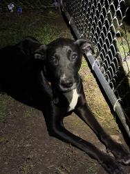Found/Stray Female Dog last seen Lindbergh and tamma lane, Hazelwood, MO 63042