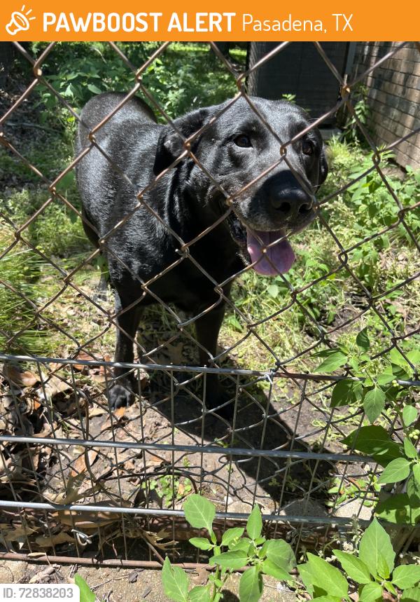 Found/Stray Male Dog last seen Fairmont and mickey gilley, Pasadena, TX 77505