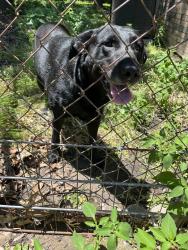 Found/Stray Male Dog last seen Fairmont and mickey gilley, Pasadena, TX 77505