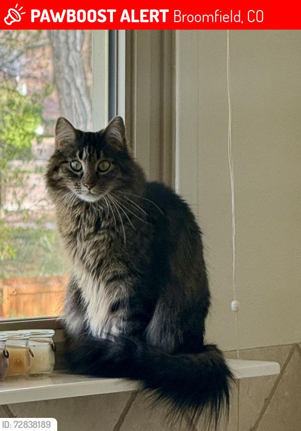 Lost Male Cat last seen 14th and Aspen Street, Broomfield, CO 80020