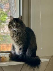 Lost Male Cat last seen 14th and Aspen Street, Broomfield, CO 80020