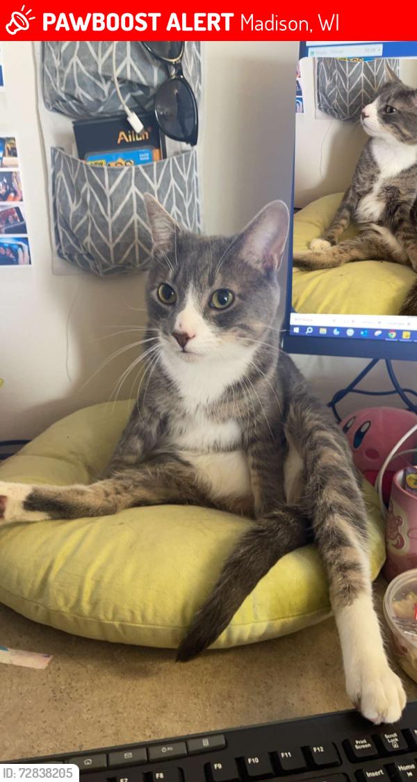 Lost Male Cat last seen Near Atticus way , Madison, WI 53711