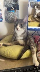 Lost Male Cat last seen Near Atticus way , Madison, WI 53711