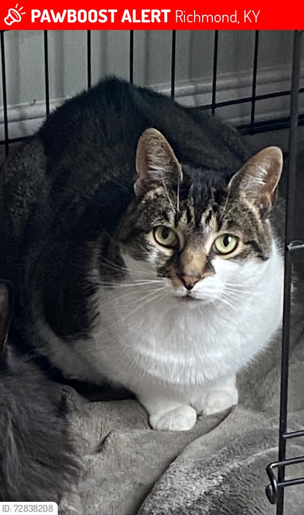 Lost Female Cat last seen Near horseshoe bend rd , Richmond, KY 40475