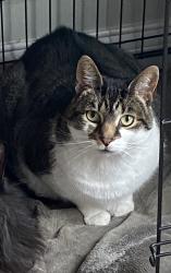 Lost Female Cat last seen Near horseshoe bend rd , Richmond, KY 40475