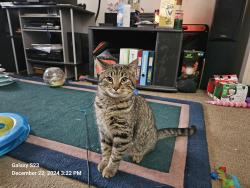 Lost Male Cat last seen Near s 1900 w Roy UT, Roy, UT 84067