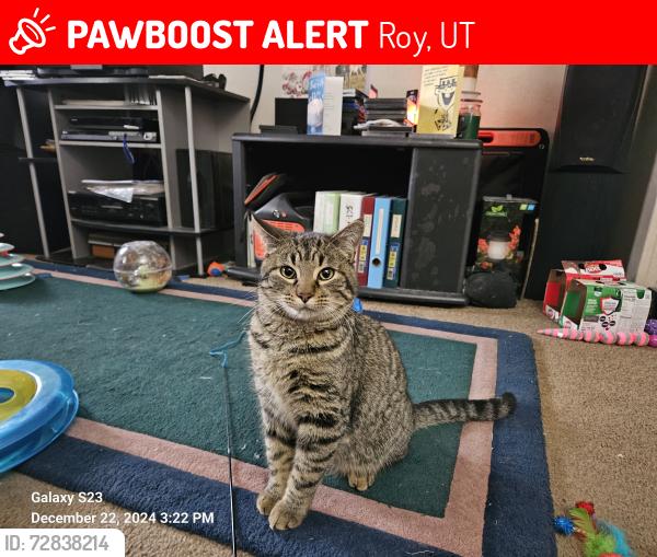 Lost Male Cat last seen Near s 1900 w Roy UT, Roy, UT 84067