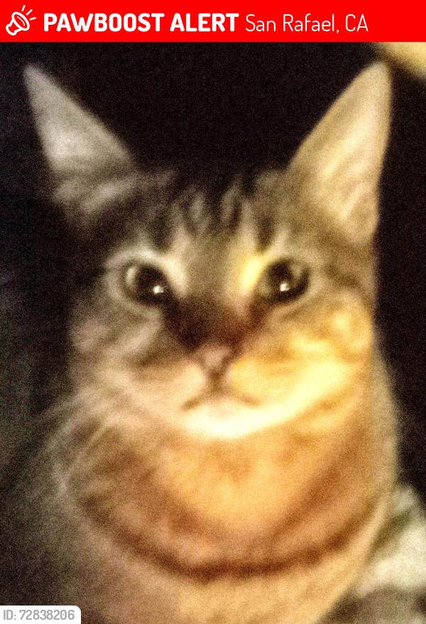 Lost Male Cat last seen Near Merrydale Rd, San Rafael, CA 94903