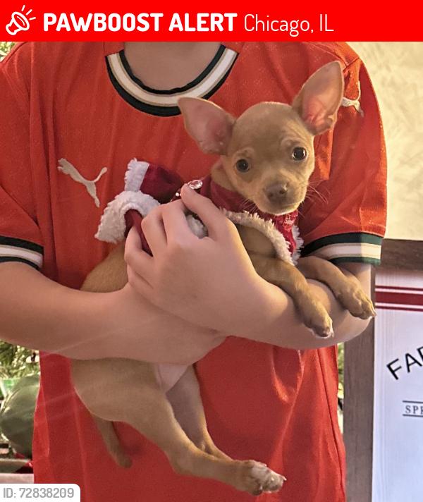 Lost Female Dog last seen 106th & Ave M, Chicago, IL 60617